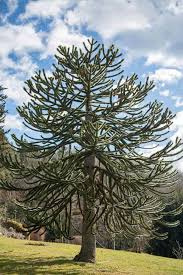 This tree was something new to me. What Is A Monkey Puzzle Tree Home Stratosphere