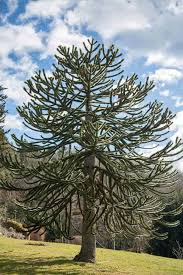 Bonsai from 'no hopers'herons bonsai. What Is A Monkey Puzzle Tree Home Stratosphere