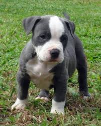 Pin On Animal Loverrrr