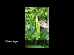 Image result for Crinum walteri