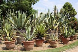 How do i grow hardy cacti? Can Agave Grow In Pots Learn How To Grow Agave In Containers