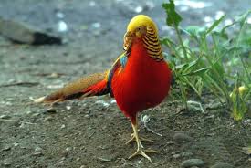 Most Beautiful Bird In The World Most Beautiful Birds Beautiful Bird Wallpaper Golden Pheasant
