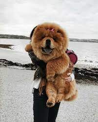 Pin On Chows