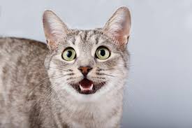 Das pinkeln solltest du darum als hilferuf verstehen und darum auch nicht mit der katze schimpfen. Katzenerziehung Zooplus Katzenmagazin