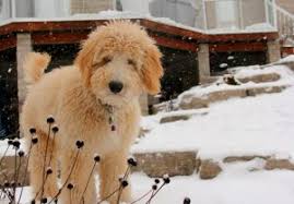 Interested in finding out more about the goldendoodle? Goldendoodle Breeders In Georgia 2021 Top 5 Picks We Love Doodles