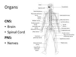 The picture you have in your mind of the nervous system probably includes the brain, the nervous tissue contained within the cranium, and the spinal cord, the extension of nervous tissue within the vertebral column.that suggests it is made of two organs—and you may not even think of the spinal cord as an organ—but the nervous system is a very complex structure. Anatomy Of Central Nervous System