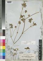 Image result for Geranium arabicum