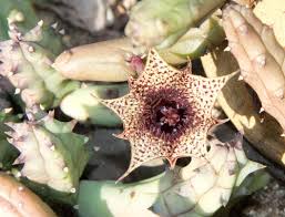 Image result for Huernia volkartii