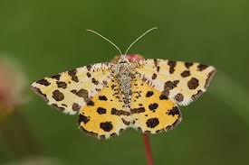 Maybe you would like to learn more about one of these? Naturspektrum Pantherspanner Pseudopanthera Macularia Arteninfo Mobil