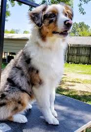 We have 8 australian shepherd x blue/red heeler pups also known as texas heelers. Australian Shepherd Breeders Texas