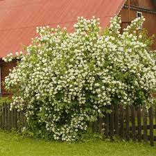 Sweet Mock Orange Shrub Mock Orange Shrub Mock Orange Shrubs