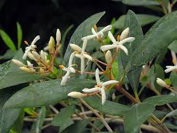 Image result for Coptosperma