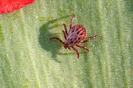 Image result for Chigger