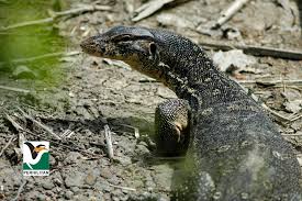 Rusia merupakan negara terbesar di dunia dengan luas wilayah daratan sejumlah 17.1 juta km2. Kenali Spesies Jabatan Perhilitan Semenanjung Malaysia Facebook