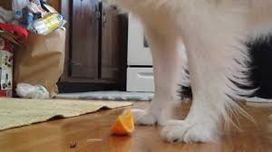 Do Dogs Eat Oranges Puppy Vs Orange Youtube
