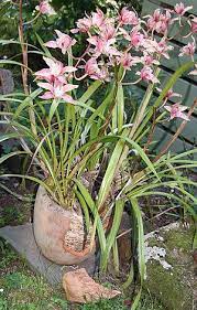Cymbidium Orchid Care Is All About Light Water And Fertiliser We Look Also Look At Diseases And Division Of C Cymbidium Orchids Care Cymbidium Orchids Plants