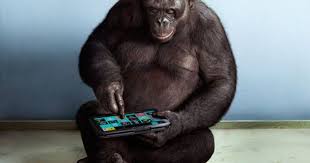 Apes With Apps Bonobo Apes Bonobos