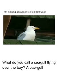 Check spelling or type a new query. Awesome Gif Image Laughing Seagull Meme Gif