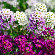 See full list on thespruce.com Alyssum Mixed Seed