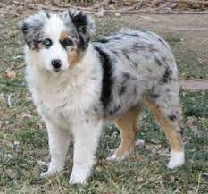 Looks Like Chloe When She Was A Pup Miniature Australian Shepherd Australian Shepherd Miniature Australian Shepherd Dogs And Puppies
