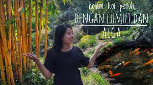 Kolam Koi Penuh Dengan Lumut Dan Alga Youtube