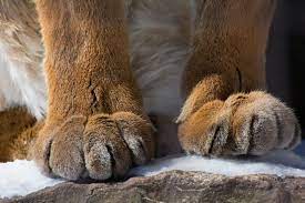 Puma Paws 500px Cat Paw Drawing Paw Art Paw