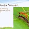 Always use pest control, even natural pest control, mindfully and selectively. Https Encrypted Tbn0 Gstatic Com Images Q Tbn And9gctftsfnxpyrdcjb9p0wqquidqedk6gpff5qk Gd9crp7i9sqdqc Usqp Cau