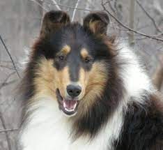 Tri Color Rough Female Collie At Taliesen Collies Of Michigan Michigan Collie Puppies Michigan Collie Puppy Mich Rough Collie Collie Puppies Collie Breeds