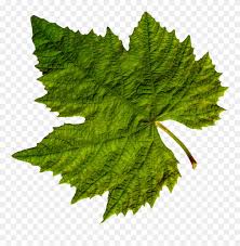 green leaves clipart fall vine leaf png transparent png 508572 pinclipart green leaves clipart fall vine leaf
