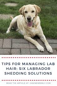 Do Labs Shed A Lot Labrador Retriever Shedding Guide 2019 Labrador Shedding Labrador Care Labrador