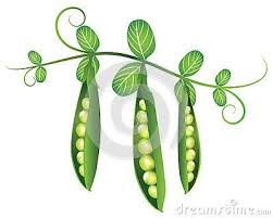 I would never, ever consider the canned bean sprouts, they look as though they have been embalmed and no crunch. Pea Pods Illustration Plant Images Plant Icon Pea Pods