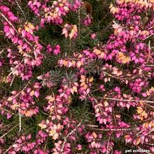 Kramer S Red Winter Heath Heather Plant Magenta Flowers Evergreen Shrubs
