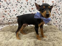 No other genetic relations exist between the two breeds and although they may look similar, other than their size difference, they are actually very different breeds of dog. Miniature Pinscher Puppies Petland Batavia Il