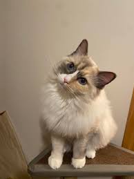 Hello all It's hard to believe that the little bundle of mischief that I  brought home in April 2022 is three years old and just over 15 pounds. She  is a blue