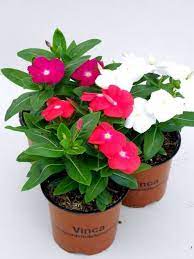 Ecco i 3 fiori estivi a cui non potete rinunciare se desiderate un giardino o un balcone colorato e rigoglioso anche in piena estate. Pin Su Giardino