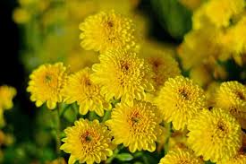 Does your flower resemble this? The 19 Best Perennials For Late Summer Color Gardener S Path
