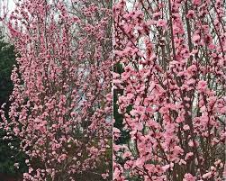 Browse 159 purple leaf plum tree stock photos and images available, or start a new search to explore more stock photos and images. Plants For Dallas Your Source For The Best Landscape Plant Information For The Dallas Ft Worth Metroplex Purple Leaf Plum Tree