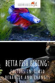 Betta Fish Hiding Factors In Timid Behavior And Changes Betta Source In 2020 Betta Fish Betta Fish