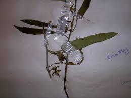 Image result for Ipomoea blepharophylla