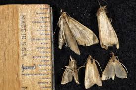 Trap crops are the plant stands that are grown to attract insects or other organisms to protect target crops from pest attack. European Corn Borer An Overview Sciencedirect Topics