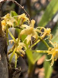 Image result for Tridactyle