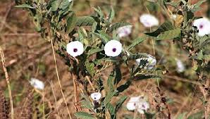 Image result for Astripomoea