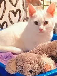 Lost Dog from Schoharie Valley in Queens Shelter