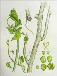 Image result for Tinospora fragosa