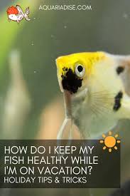 Feeding Caring For Your Fish While On Vacation Aquariadise Tropical Fish Aquarium Pet Fish Fish