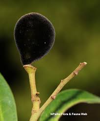 Image result for Platysepalum