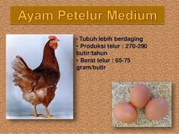 We did not find results for: Tipe Dan Jenis Ayam Petelur Unggul Elinotes Review