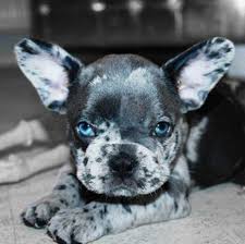 The cheapest offer starts at £100. Blue Merle French Bulldog Everything You Wanted To Know Ethical Frenchie