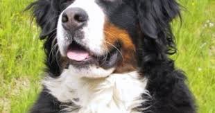 Bernese Dag Kopegi Ozellikleri