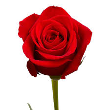 Download single flower stock photos. Amazon Com Globalrose 30 Single Red Rose Bouquet Single Wrapped Roses Flowers For Delivery Perfect For Fundraiser School Recitals Valentines Or Any Occasion Grocery Gourmet Food